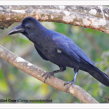 7-Large-Billed Crow