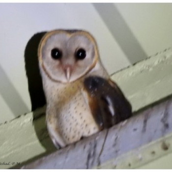 Barn Owl1