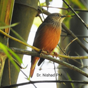 Chestnut-tailed Starling1