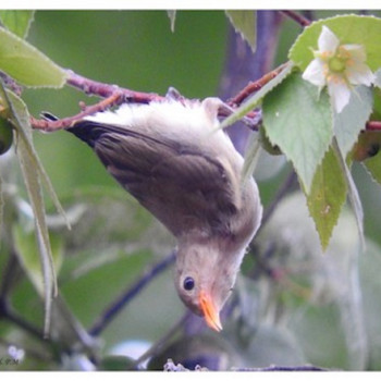 Pale-billed Flowerpecker2
