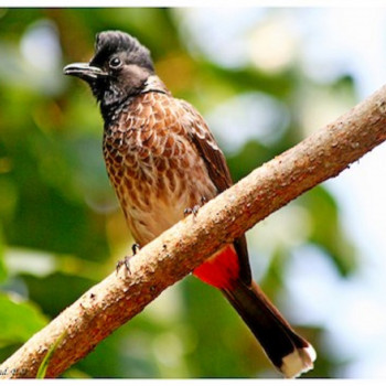 Red-vented Bulbul1
