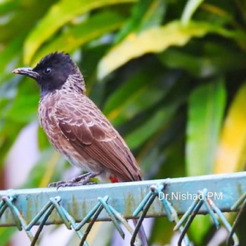 Red-vented Bulbul2